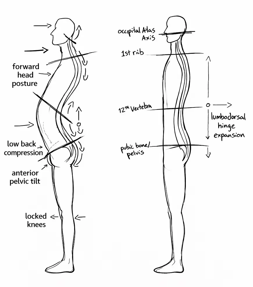 Side-by-side posture diagram: a compressed posture with forward head, low back compression, anterior pelvic tilt, and locked knees, next to an aligned posture showing lumbodorsal hinge expansion from the occipital atlas axis through the pelvis